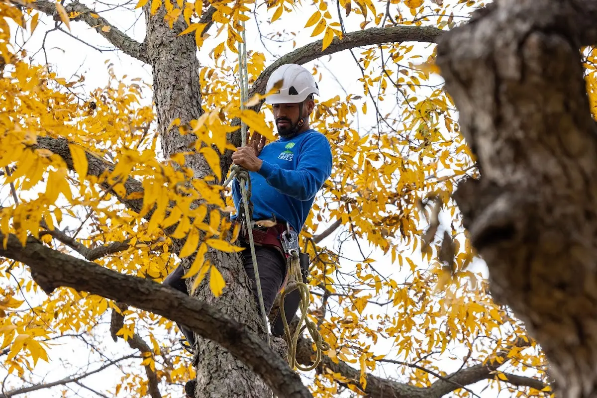 Skilled Tree Planing crew working in Greensburg