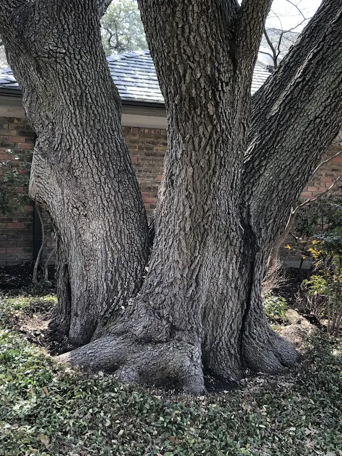 Mature heritage tree close to a Greensburg property cared for by certified arborists